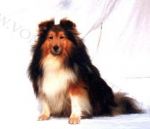 Zolly z Gerninske tvrze 1 Sheltie